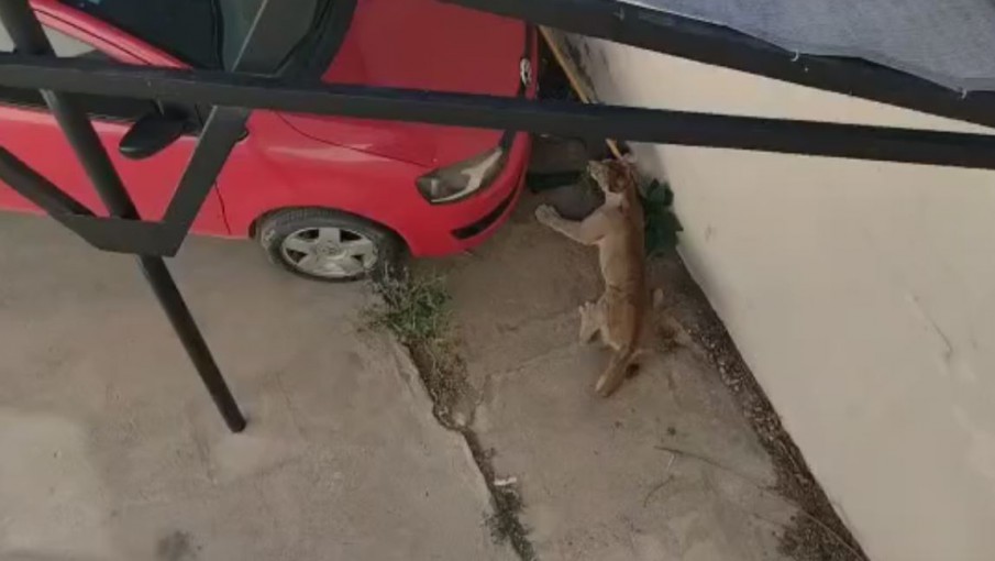 Video: un puma apareció en un complejo de departamentos en General Alvear