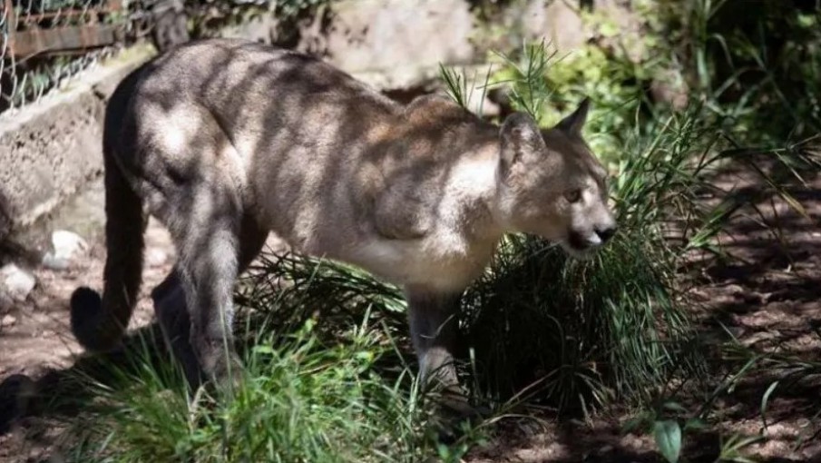 Condena ejemplar: mutiló por accidente a un puma y esto decidió la justicia